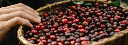Frothy Monkey El Salvador La Esperanza