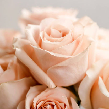 Bramble Berry Natural Classic Rose Fragrance Oil