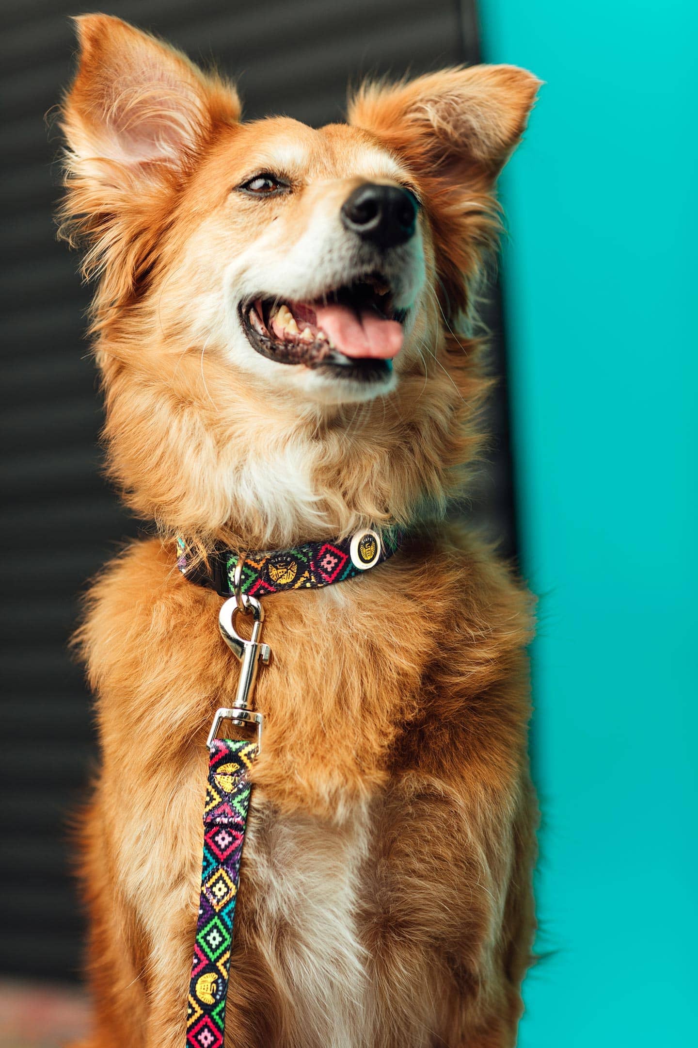 Siete Foods Dog Collar & Leash
