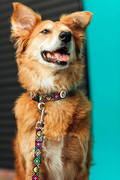 Siete Foods Dog Collar & Leash