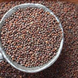 Sun Organic Farm Broccoli Seed - Organic - BACK IN STOCK!